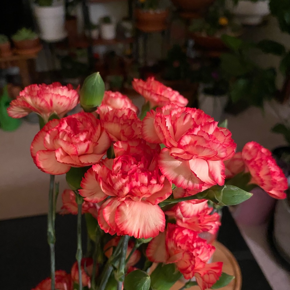 Meet your Posher, Napasorn